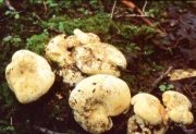 꽃젖버섯 (Lactarius floridanus Beardslee & BurLactarius)