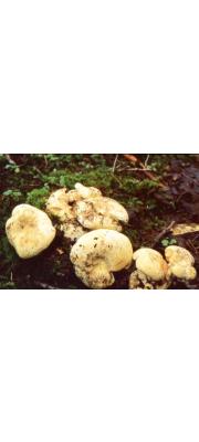 꽃젖버섯 (Lactarius floridanus Beardslee &amp; BurLactarius)