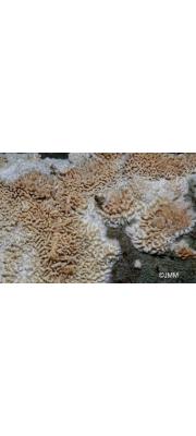 좀구멍버섯 (Schizopora paradoxa (Schrad.) Donk  > Poria versipora (Pers.) Sacc.)