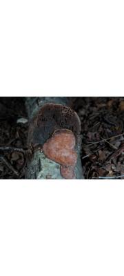장미자색구멍버섯(청장미구멍버섯, 분홍색잔나비버섯) (Abundisporus roseoalbus (Jungh.) Ryv. > Loweporus roseoalbus (Jung.) Ryv. > Roseofomes subflexibilis)