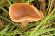 고동색젖버섯 (Lactarius fulvissimus Romgn.)