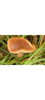 고동색젖버섯 (Lactarius fulvissimus Romgn.)