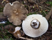 애기젖버섯(검은밤색젖버섯, 주름검은젖버섯) (Lactarius gerardii Peck > Lactarius gerardii var. fagicola HesLactarius & Sm. > Lactarius gerardii var. gerardii Peck)