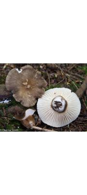 애기젖버섯(검은밤색젖버섯, 주름검은젖버섯) (Lactarius gerardii Peck > Lactarius gerardii var. fagicola HesLactarius &amp; Sm. > Lactarius gerardii var. gerardii Peck)