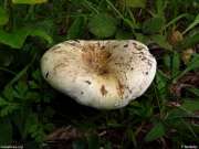 푸른유액젖버섯 (Lactarius glaucescens CrossLactarius)