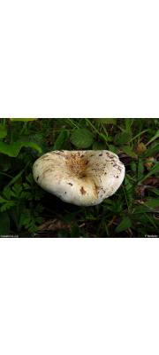 푸른유액젖버섯 (Lactarius glaucescens CrossLactarius)