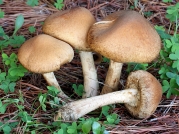 큰눈물버섯 (Lacrymaria lacrymabunda (Bull.) Pat.  > Psathirella velutina (Pers.) Sing.)