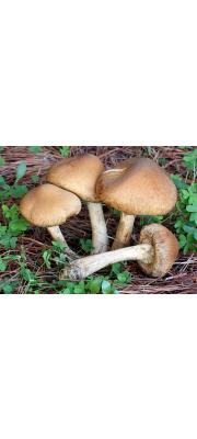 큰눈물버섯 (Lacrymaria lacrymabunda (Bull.) Pat.  > Psathirella velutina (Pers.) Sing.)