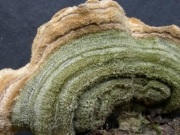 털구름버섯(단색구름버섯, 단색털구름버섯) (Cerrena unicolor (Bull.) Murr. > Coriolus unicolor)