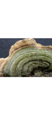 털구름버섯(단색구름버섯, 단색털구름버섯) (Cerrena unicolor (Bull.) Murr. > Coriolus unicolor)