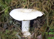 이끼젖버섯 (Lactarius glyciosmus (Fr.) Fr.)