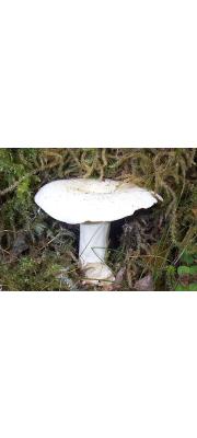 이끼젖버섯 (Lactarius glyciosmus (Fr.) Fr.)