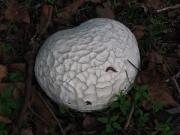 댕구알버섯 (Lanopila nipponica (Kawam.) Kobay.)