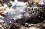 창구멍버섯 (Cinereomyces lindbladii (Berk.) Jǖl.)