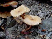 털애기젖버섯 (Lactarius gracilis Hongo)