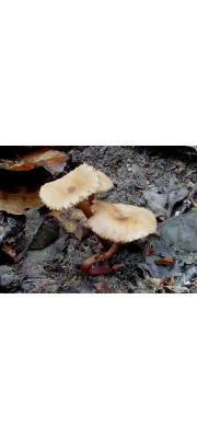 털애기젖버섯 (Lactarius gracilis Hongo)