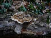 큰녹슨송편버섯(큰가죽질구름버섯, 큰송편버섯) (Coriolopsis gallica (Fr.) Ryv. > Trametes hispida Bagl.)