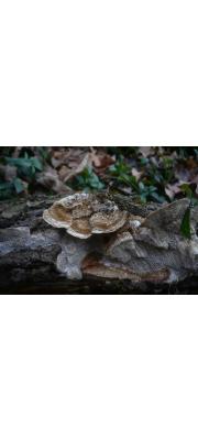 큰녹슨송편버섯(큰가죽질구름버섯, 큰송편버섯) (Coriolopsis gallica (Fr.) Ryv. > Trametes hispida Bagl.)