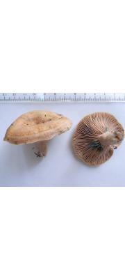 젖버섯아재비 (Lactarius hatsudake N. Tanaka)