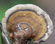 녹황색녹슨송편버섯 (Coriolopsis strumosa (Fr.) Ryv.)