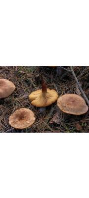 물기젖버섯 (Lactarius helvus (Fr.) Fr.)