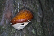 한입버섯 (Cryptoporus volvatus (Peck) Shear)