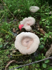 비듬젖버섯 (Lactarius hibbardiae Pk.)
