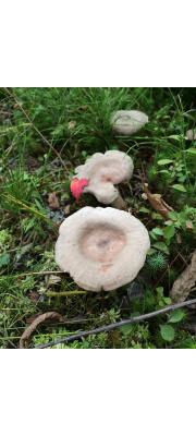 비듬젖버섯 (Lactarius hibbardiae Pk.)