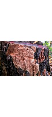 밤털구멍버섯(밤색주머니버섯) (Cystidiophorus castaneus (Lloyd) Imaz. > Castanoporus castaneus (Llyod) Lyv.)