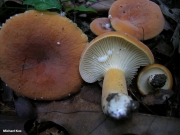 넓은갓젖버섯(흰주름젖버섯) (Lactarius hygrophoroides Berk. & Curt.)