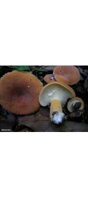 넓은갓젖버섯(흰주름젖버섯) (Lactarius hygrophoroides Berk. &amp; Curt.)