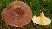 끈적붉은젖버섯 (Lactarius hysginus (Fr.) Fr. > Lactarius curtus Britz. ss. auct.)