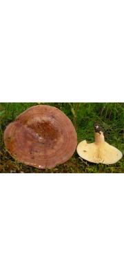 끈적붉은젖버섯 (Lactarius hysginus (Fr.) Fr. > Lactarius curtus Britz. ss. auct.)