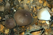 흑보라말불버섯 (Lycoperdon atropurpureum Vitt.)
