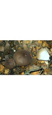 흑보라말불버섯 (Lycoperdon atropurpureum Vitt.)