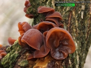목이(=목이버섯) (Auricularia auricula-judae (Bull.) Quél.  > Auricularia auricula (Hook.) Underw. > Hirneolina auricula (L.) H. Karst.)