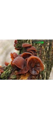 목이(=목이버섯) (Auricularia auricula-judae (Bull.) Quél.  > Auricularia auricula (Hook.) Underw. > Hirneolina auricula (L.) H. Karst.)