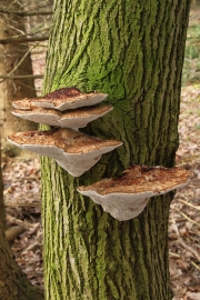 도장버섯(거친도장버섯) (Daedaleopsis confragosa (Bolton) Schröt. > Daedaleopsis  rubescens Alb. & Schw.)