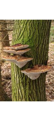 도장버섯(거친도장버섯) (Daedaleopsis confragosa (Bolton) Schröt. > Daedaleopsis  rubescens Alb. &amp; Schw.)