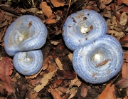남보라젖버섯(쪽빛젖버섯) (Lactarius indigo (Schw.) Fr.)