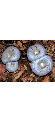 남보라젖버섯(쪽빛젖버섯) (Lactarius indigo (Schw.) Fr.)