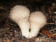 포자꼬리말불버섯(긴꼬리말불버섯) (Lycoperdon caudatum J. Schrot  > Lycoperdon pedicellatum Peck)
