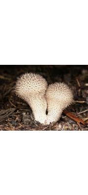 포자꼬리말불버섯(긴꼬리말불버섯) (Lycoperdon caudatum J. Schrot  > Lycoperdon pedicellatum Peck)