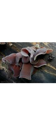 뿔목이 (Auricularia cornea Ehrenb.)