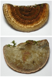 일본도장버섯 (Daedaleopsis  nipponica Imaz. > Daedaleopsis  purpurea (Cooke) Imaz. & Aoshi.)
