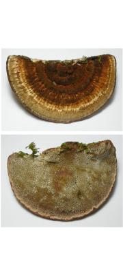 일본도장버섯 (Daedaleopsis  nipponica Imaz. > Daedaleopsis  purpurea (Cooke) Imaz. &amp; Aoshi.)