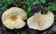 깔때기젖버섯 (Lactarius intermedius (Krombh.) Berk. & Br.)