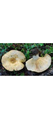 깔때기젖버섯 (Lactarius intermedius (Krombh.) Berk. &amp; Br.)