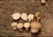 큰말불버섯 (Lycoperdon colossum Kawam.)
