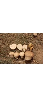 큰말불버섯 (Lycoperdon colossum Kawam.)